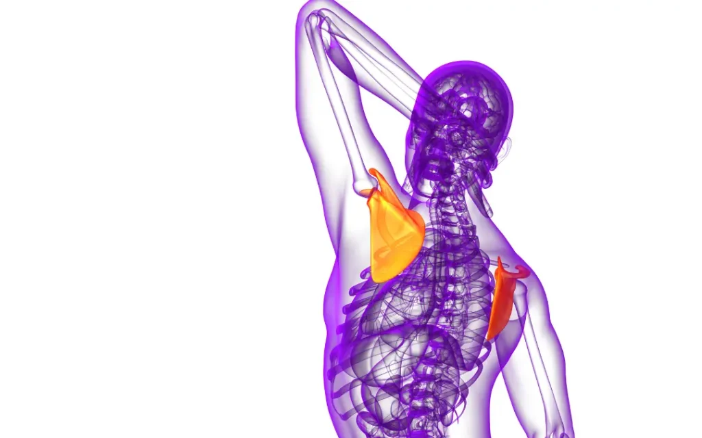 Back muscles scapula