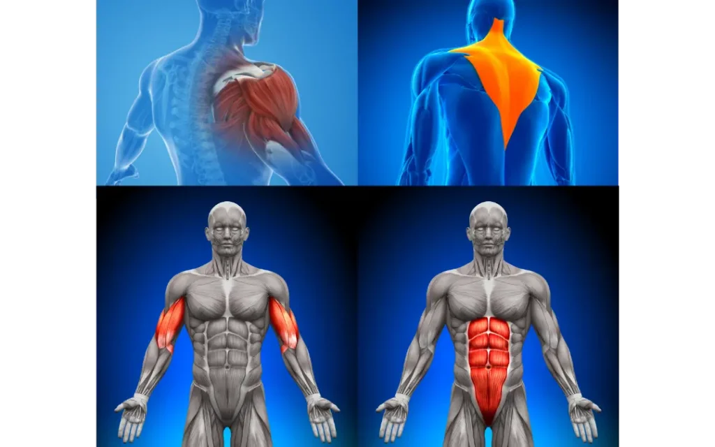 Muscles worked during the pull-up