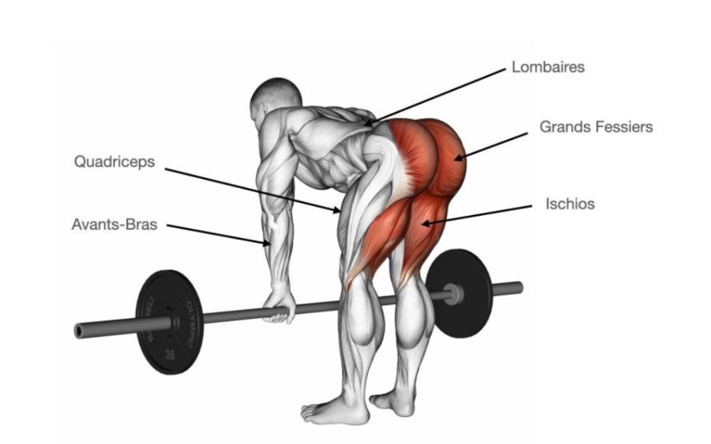 Muscles engaged