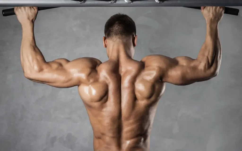Muscles worked in weighted pull-ups