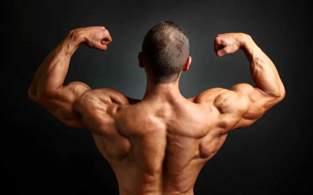 muscle up muscles worked - biceps and back