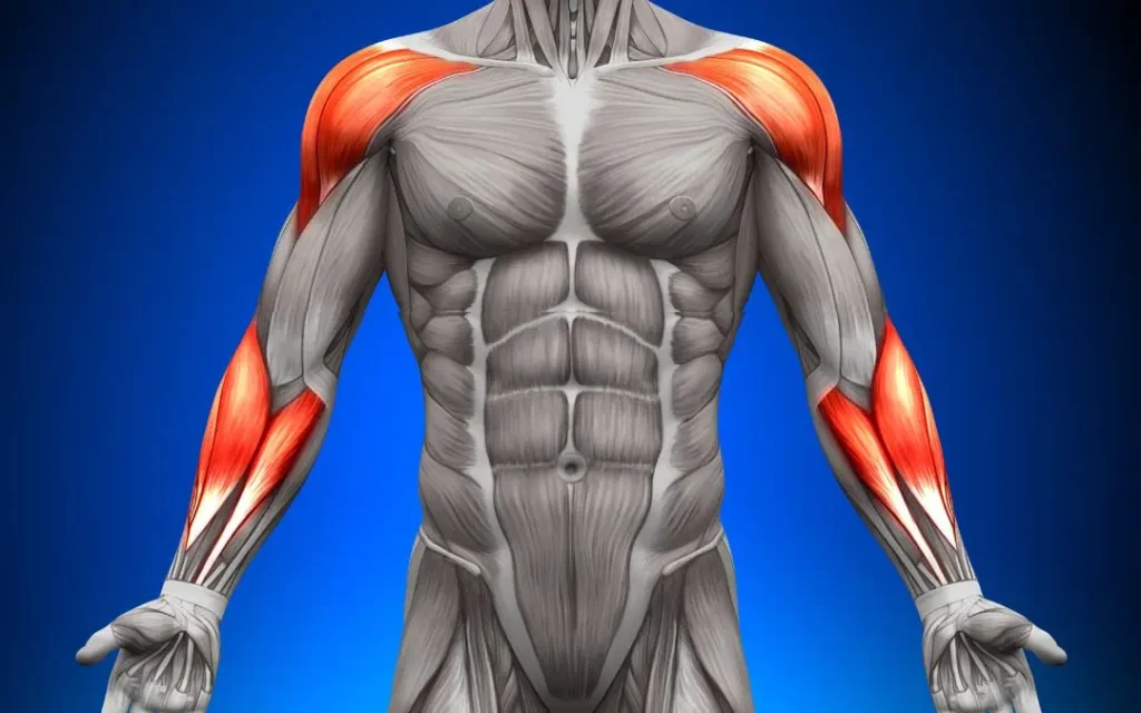 muscle up muscles worked - shoulders and forearms