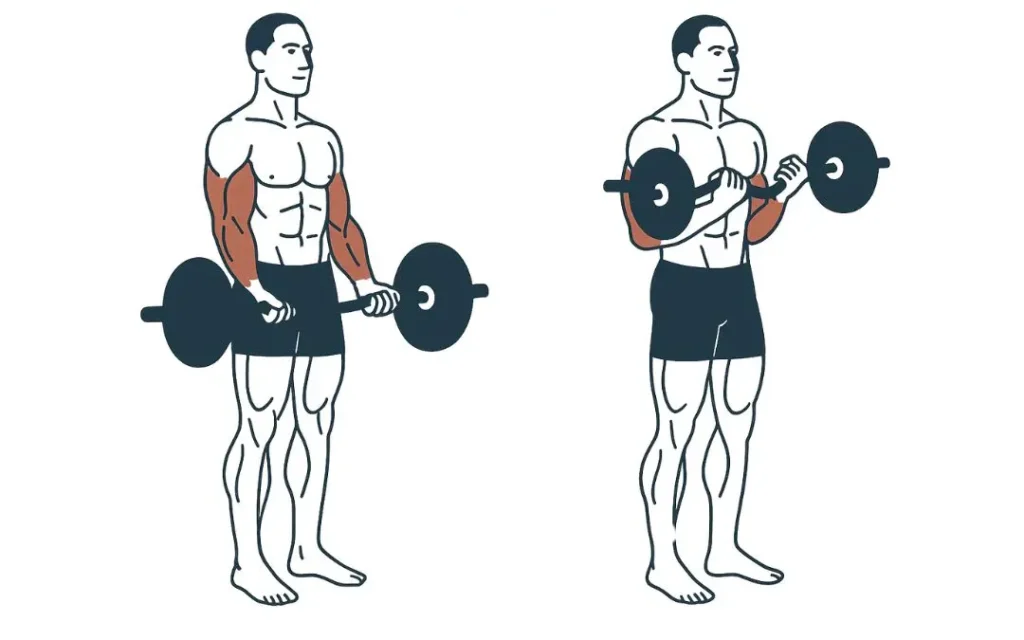Barbell curl