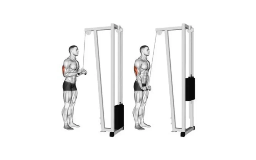 Low pulley triceps extension - muscles targeted