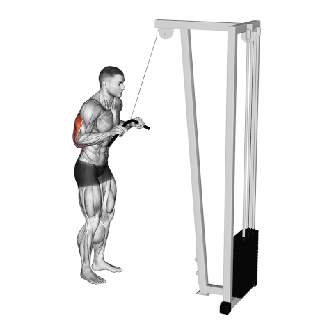 Low pulley triceps extension - execution