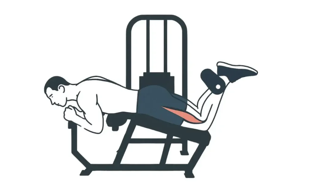 Lying leg curl