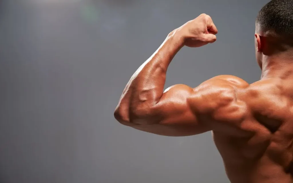 exercice biceps