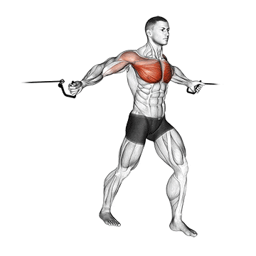 Cable fly execution - movement demonstration