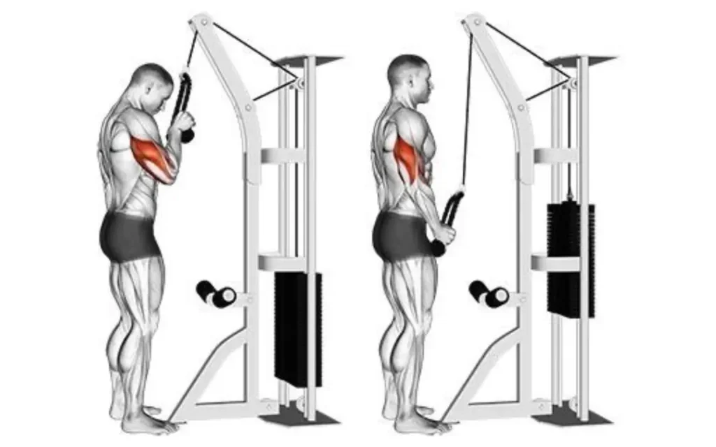 Extension triceps poulie haute