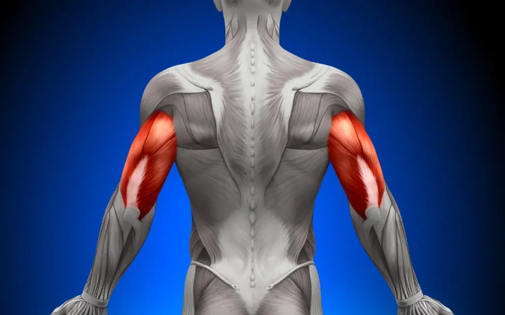 Targeted triceps muscles