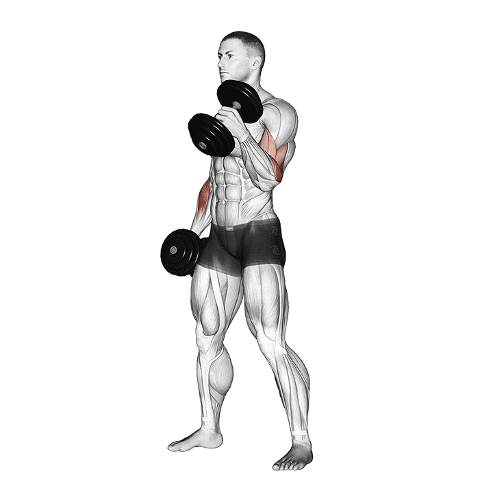 Hammer curl technique
