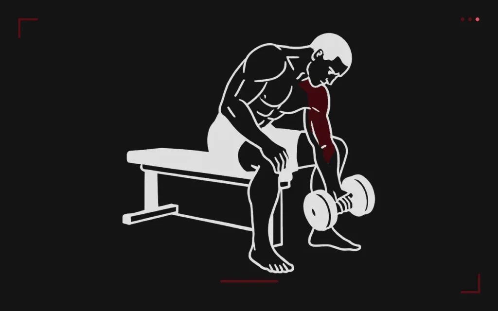 Concentration curl: a man seated on a bench, elbow braced on his thigh, curling a dumbbell, biceps highlighted