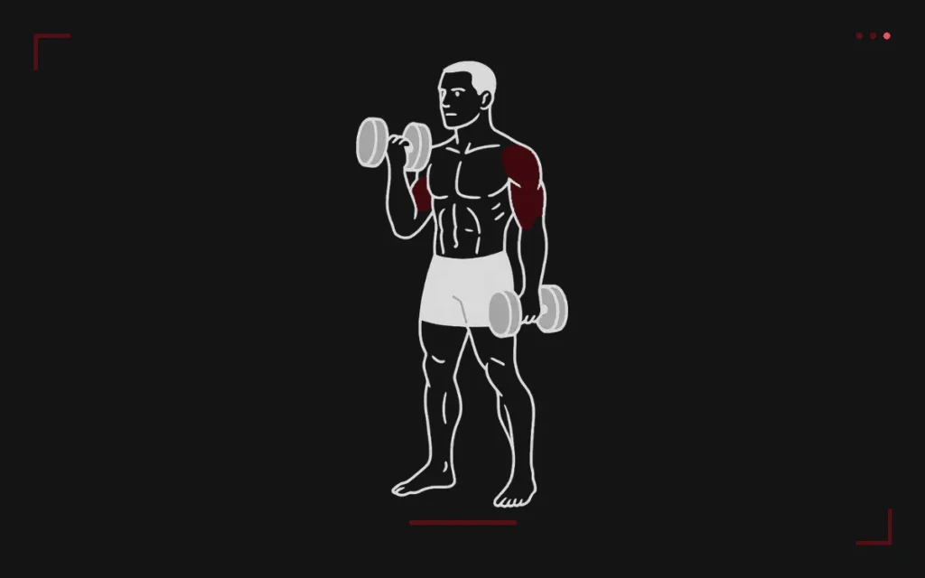 Dumbbell hammer curl: a man standing, curling a dumbbell with a neutral grip, forearm and biceps highlighted