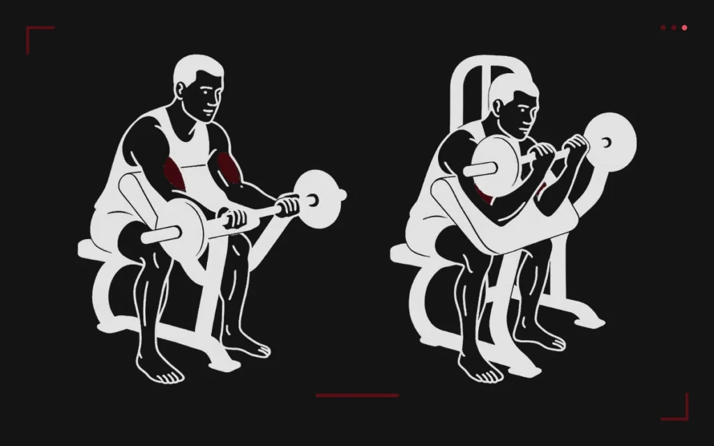 Preacher curl: a man seated at the preacher bench, arms on the pad, curling an EZ bar, biceps highlighted